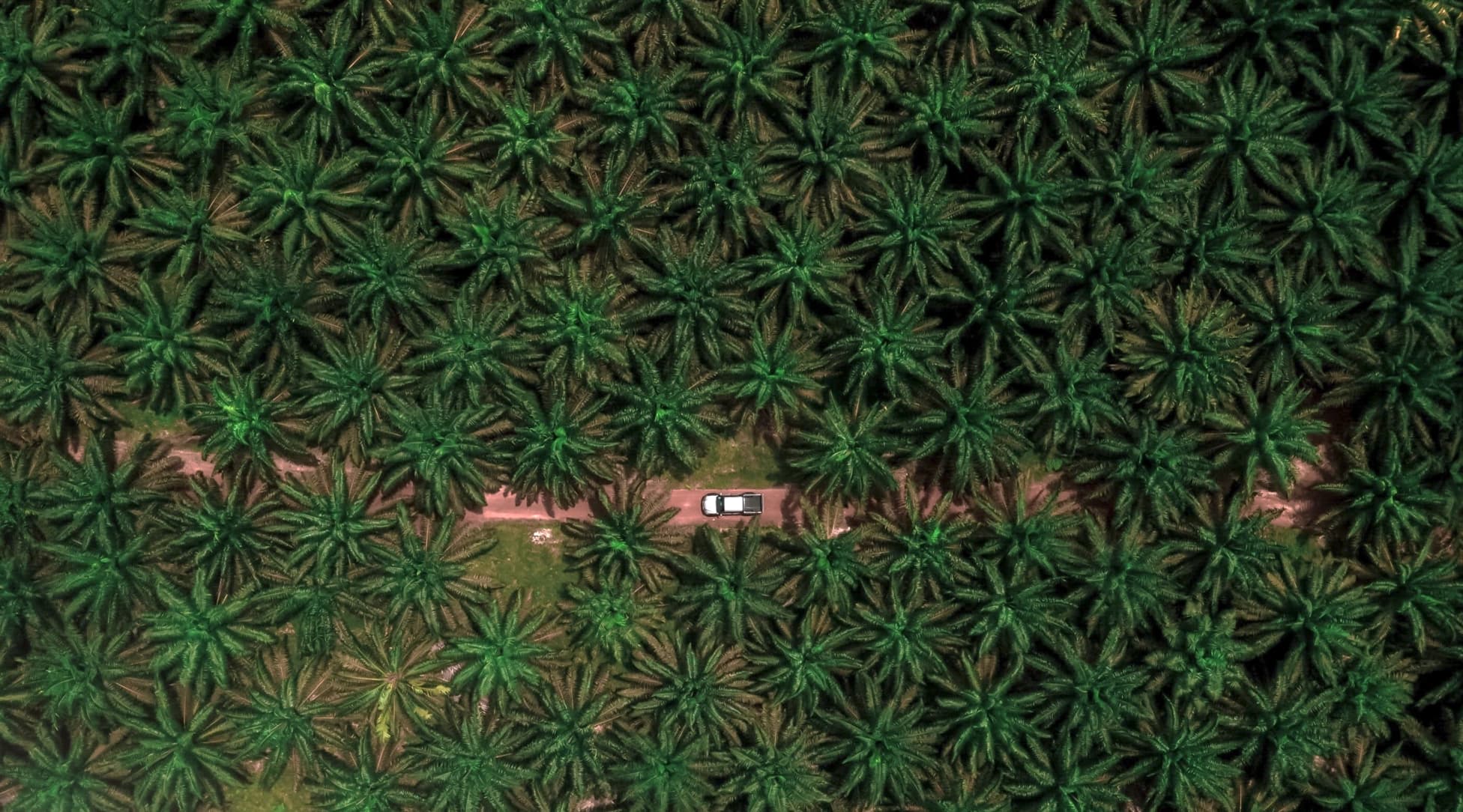 Palm oil plantation aerial view